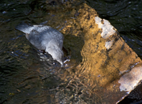 American Dipper 2417